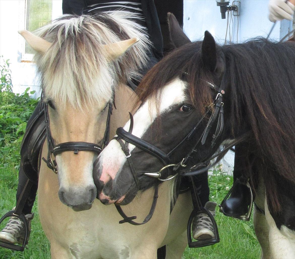 Irish Cob <3 Kaipo <3  - # 15. Skal vi to være venner?? Fjordhesten Rei og Kaipo :) 
Taget d. 6 juli 2011 billede 15