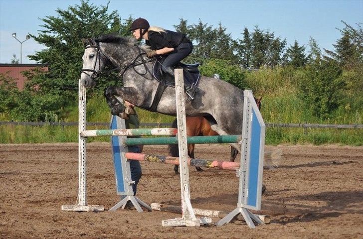 Ungarnsk Varmblod  Enzo billede 16