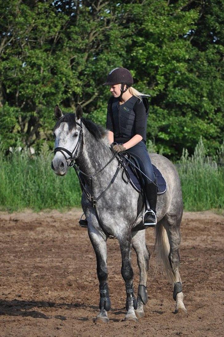 Ungarnsk Varmblod  Enzo billede 17