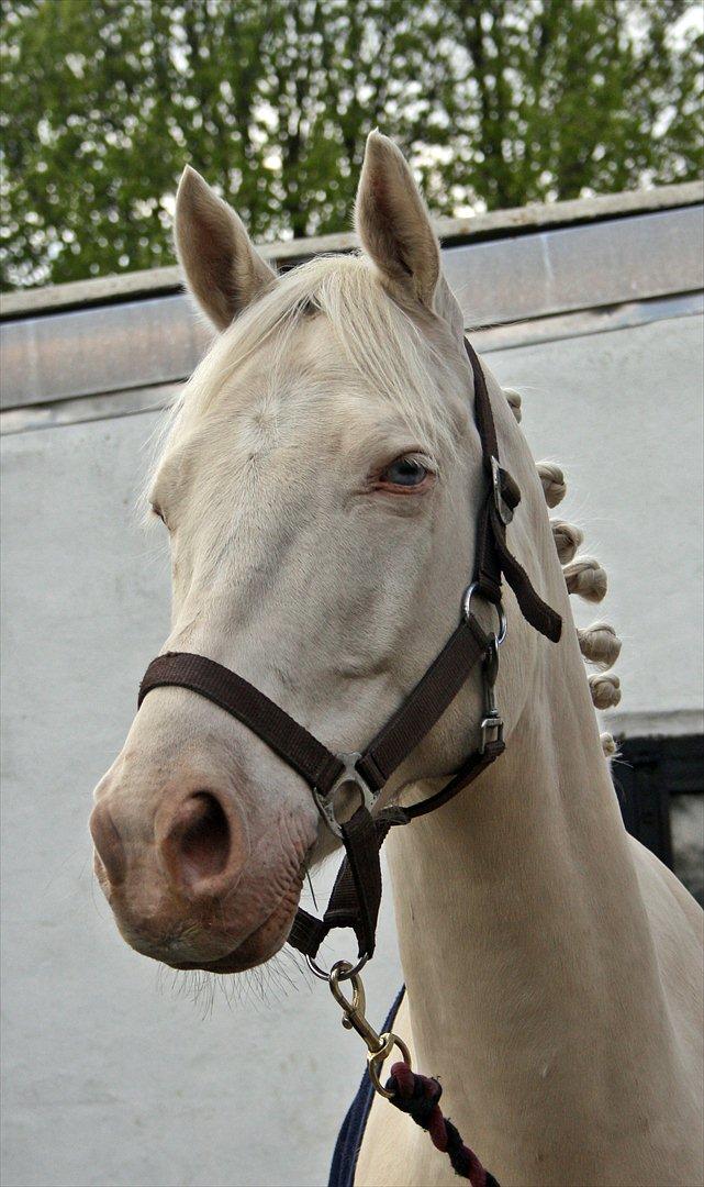 Palomino Atreju ***SOLGT*** billede 16