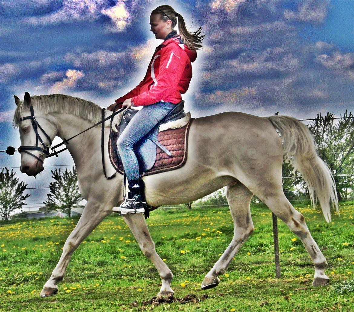 Palomino Atreju ***SOLGT*** billede 17