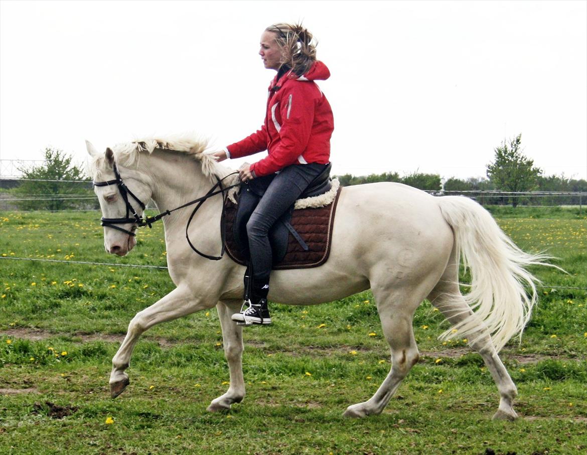 Palomino Atreju ***SOLGT*** billede 18