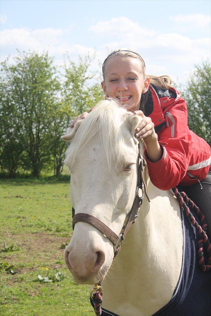 Palomino Atreju ***SOLGT*** billede 19