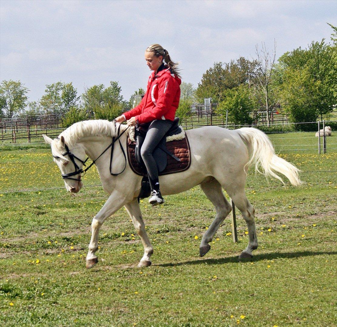 Palomino Atreju ***SOLGT*** billede 20