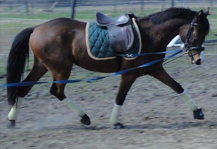 Anden særlig race Hanky *Solgt* billede 8