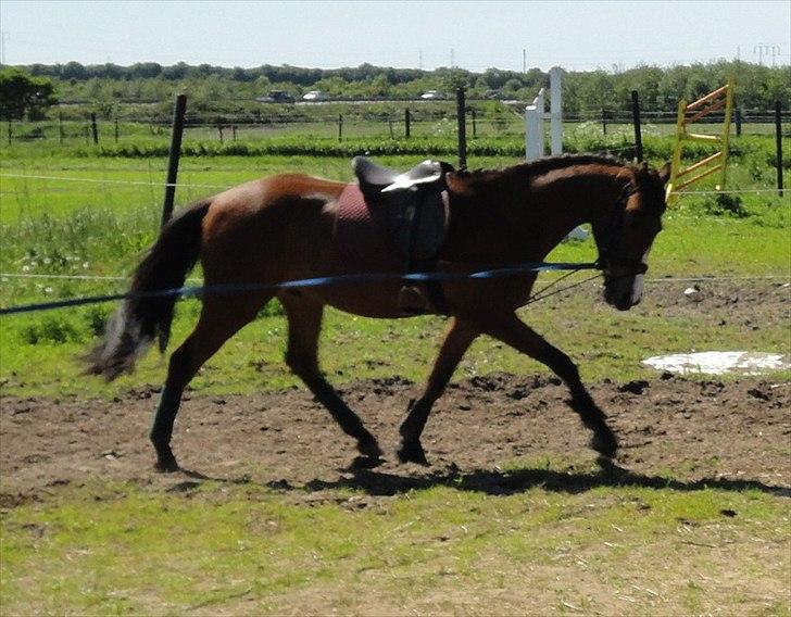 Anden særlig race Hanky *Solgt* billede 9