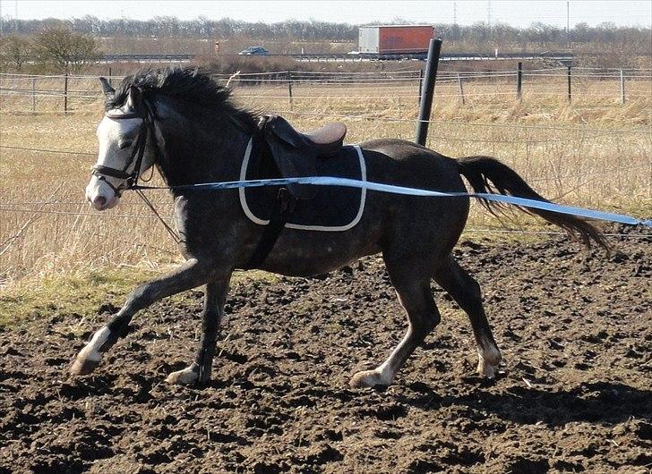 Anden særlig race Caliano *Solgt* billede 12