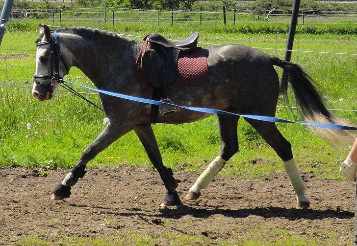 Anden særlig race Caliano *Solgt* billede 1