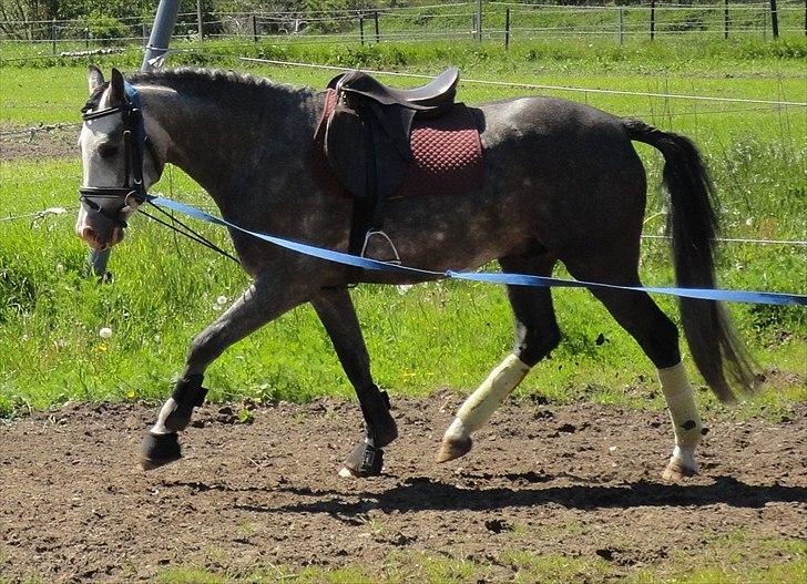 Anden særlig race Caliano *Solgt* billede 13