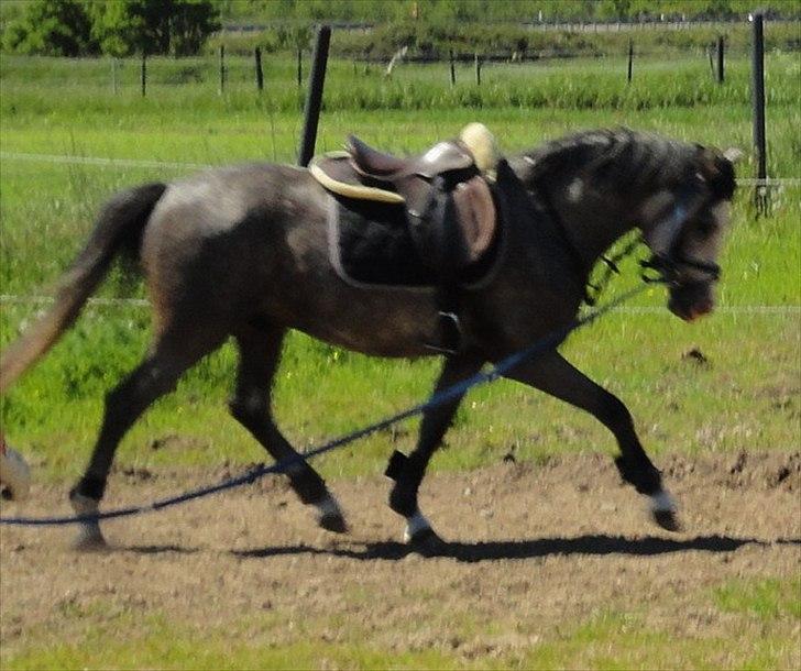 Anden særlig race Caliano *Solgt* billede 14