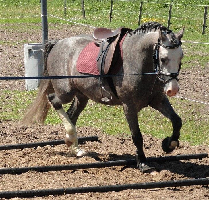 Anden særlig race Caliano *Solgt* billede 15