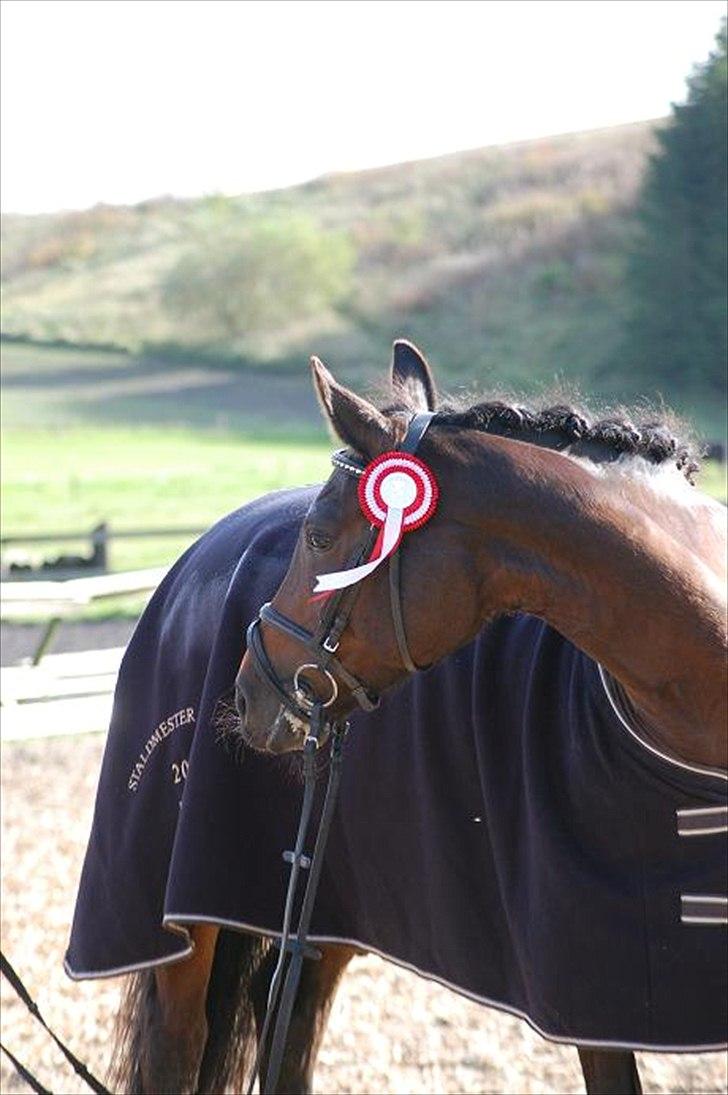 Anden særlig race SWEET WONDER ~ solgt. billede 1
