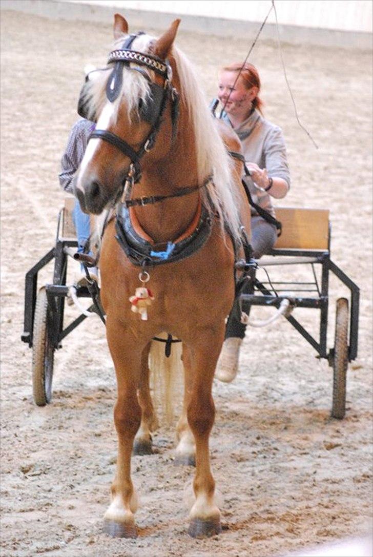 Haflinger Vestervangs Hodder  - Da vi var i vilhelmsborg :)<3
Lørdag aften :) <3 billede 6