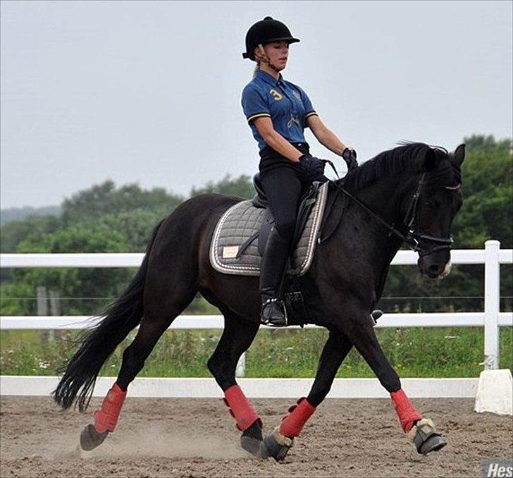 New Forest Mr. Snip SOLGT - Du kan jo godt:-) billede 19