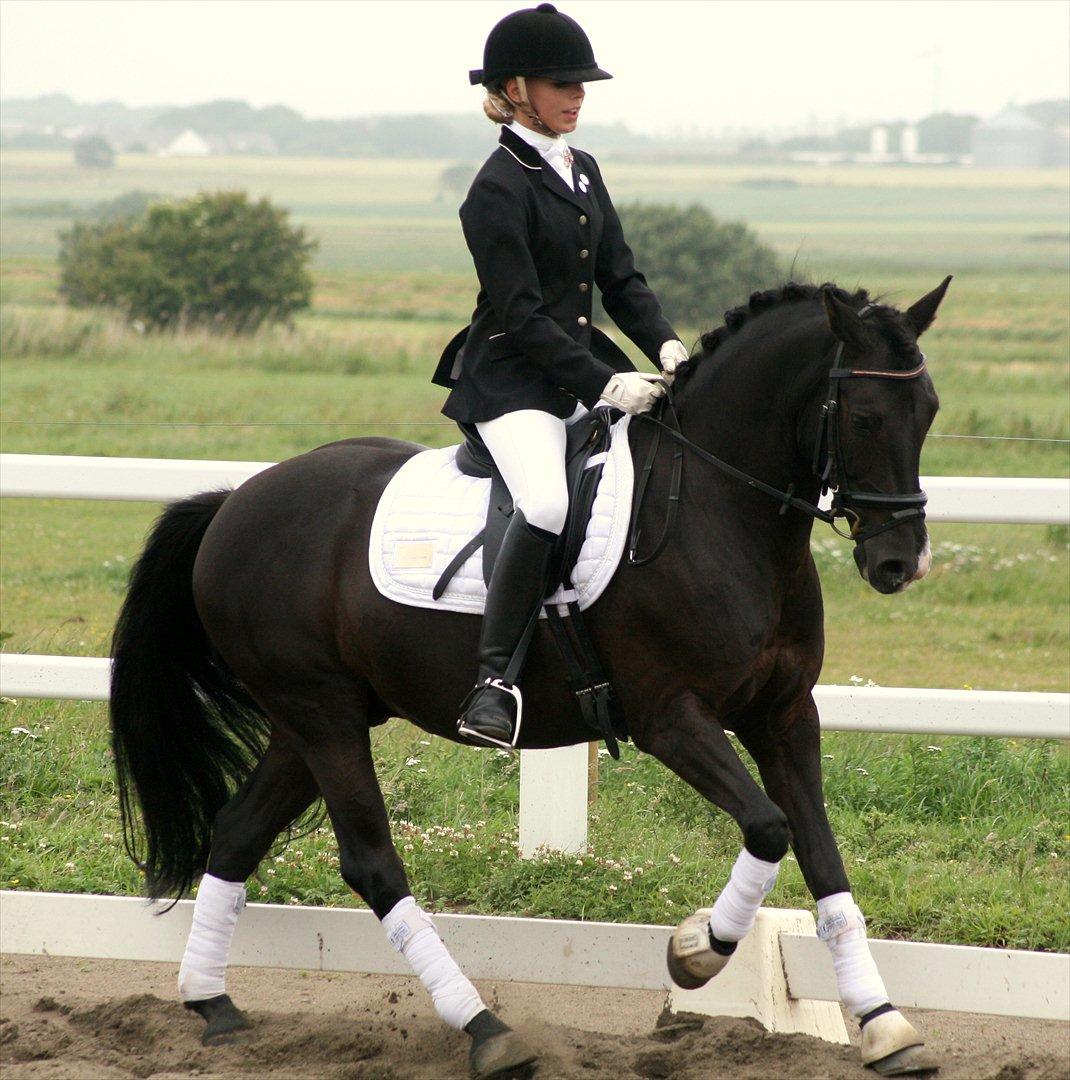 New Forest Mr. Snip SOLGT - Stævne på kærgård i juli :-) 3 plads i La1 billede 20