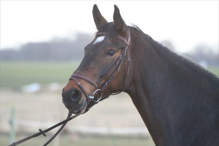 Anden særlig race Tamira [Rideskole hest] billede 2