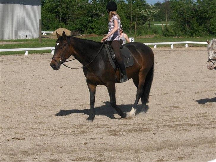 Anden særlig race Tamira [Rideskole hest] billede 3