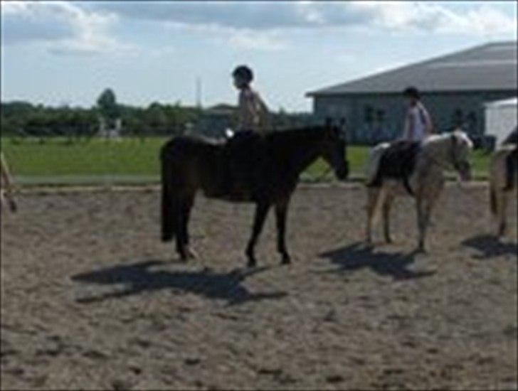 Anden særlig race Tamira [Rideskole hest] billede 4