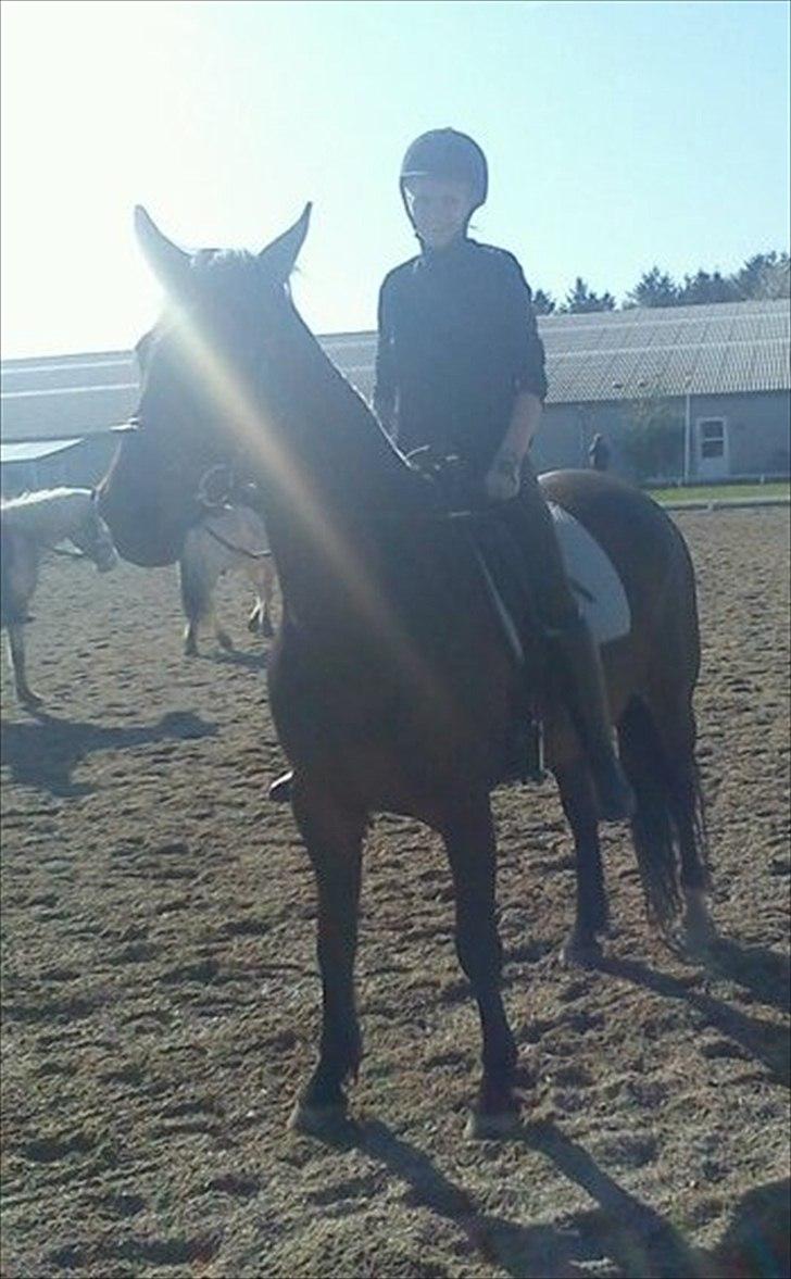 Anden særlig race Tamira [Rideskole hest] billede 6