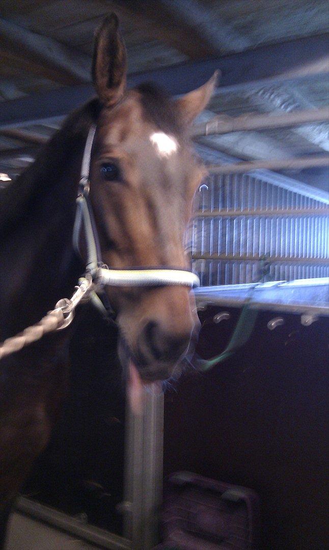 Anden særlig race Tamira [Rideskole hest] billede 7