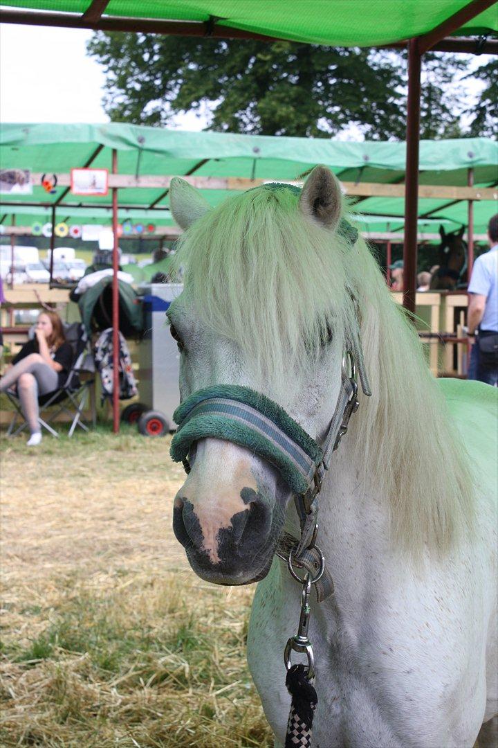 Welsh Mountain (sec A) Janus *den bedste* - bæbs på dyreskue<3 2011 billede 14
