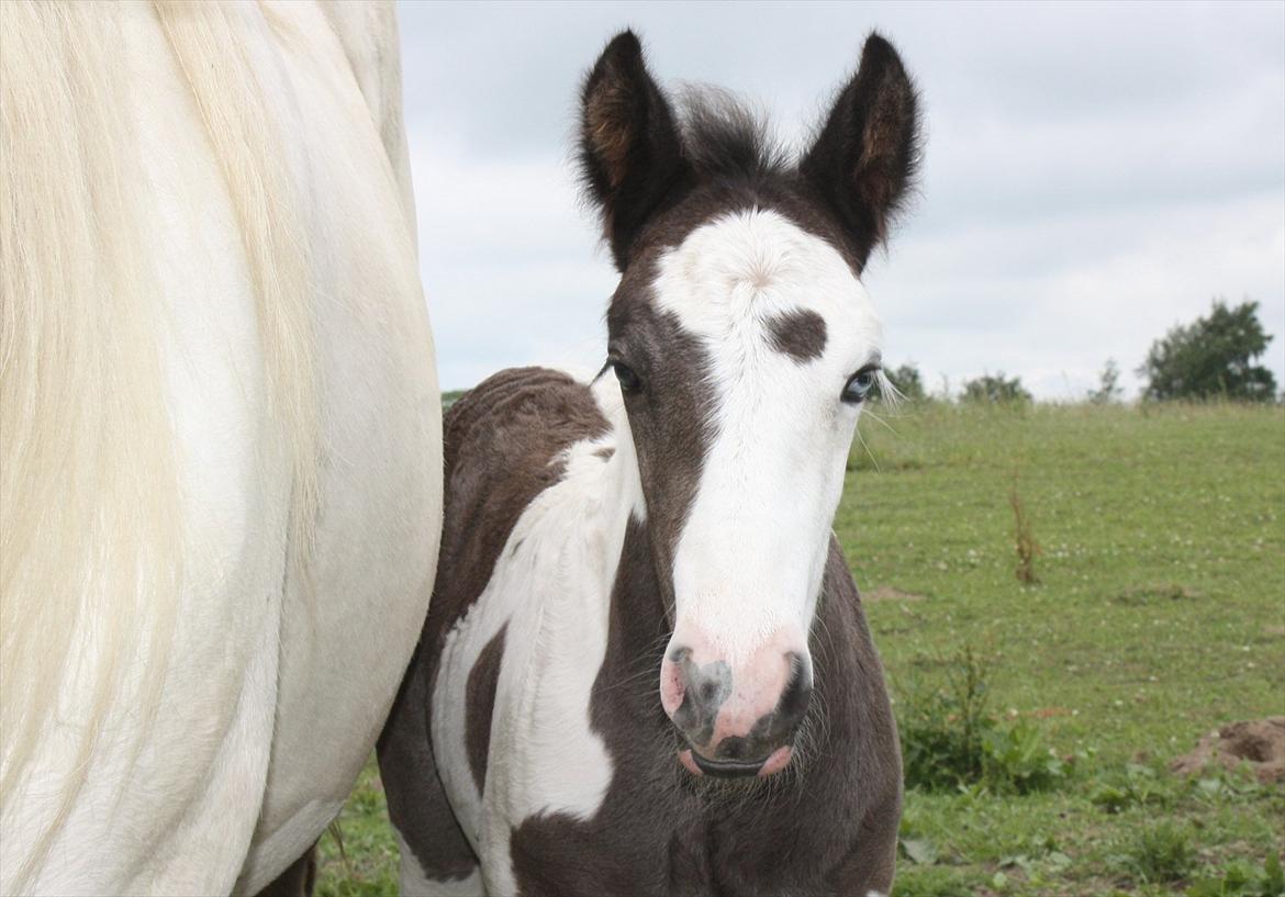 Irish Cob Gordon Blue billede 13