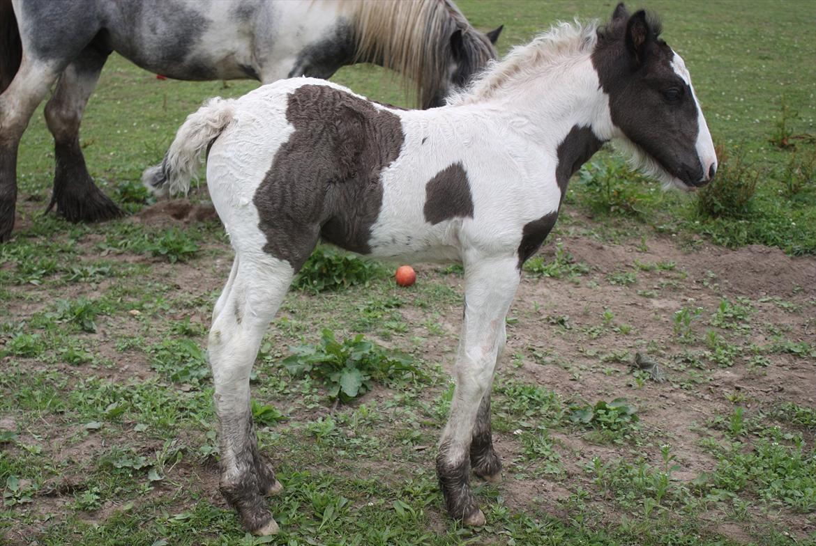 Irish Cob Gordon Blue billede 14