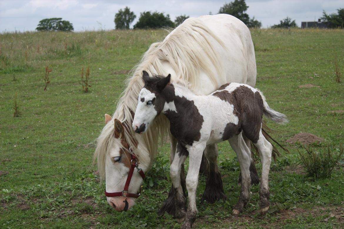 Irish Cob Gordon Blue - Gordon Blue og Moar. billede 15