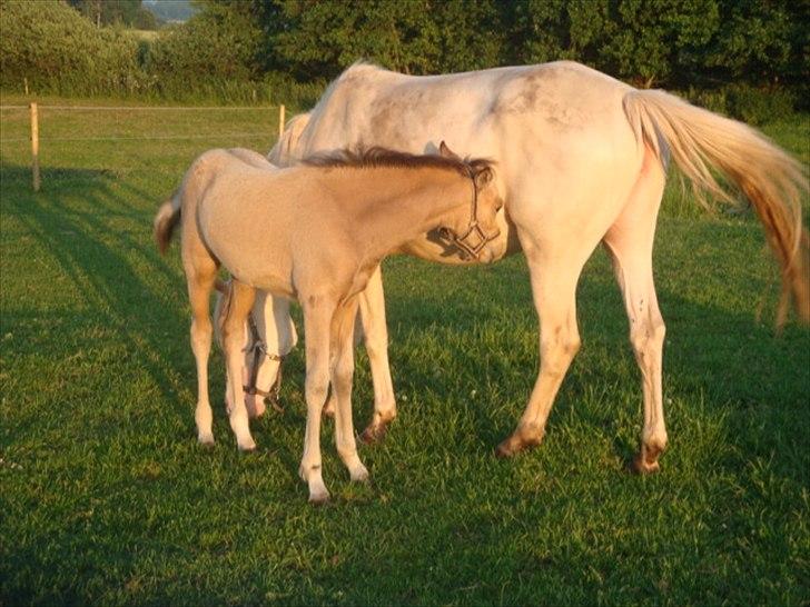 Palomino Suna's Golden Treasure billede 15