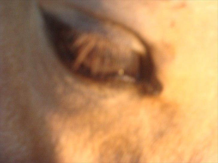 Palomino Suna's Golden Treasure billede 16