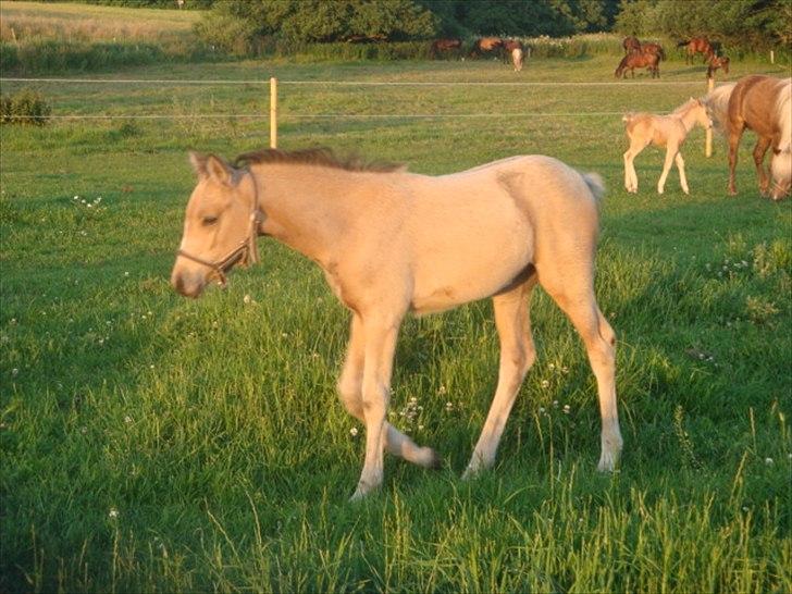 Palomino Suna's Golden Treasure billede 17