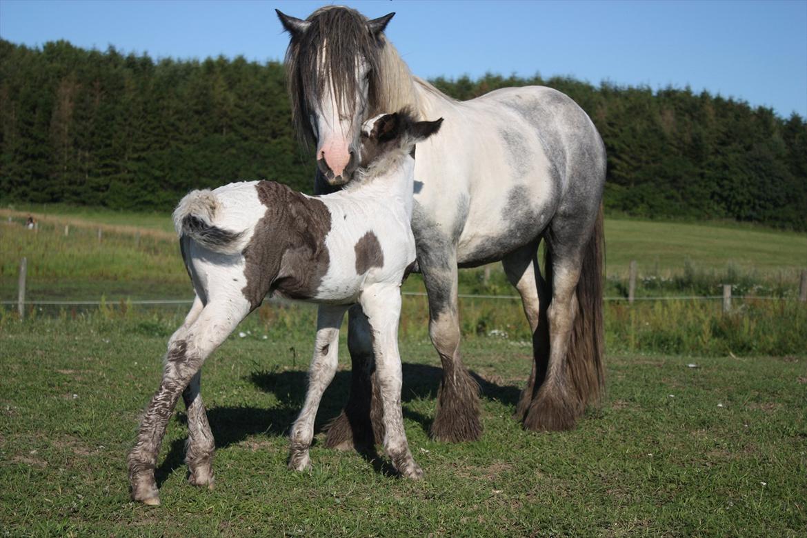 Irish Cob Gordon Blue - Gordon Blue og farmand. billede 16