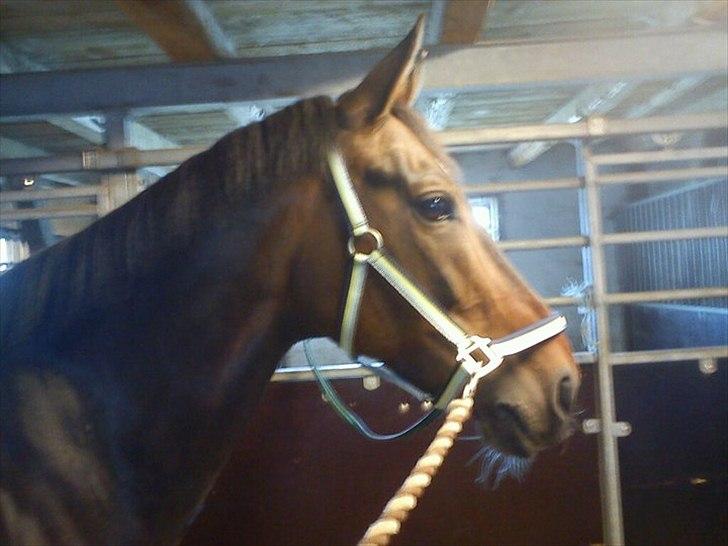 Anden særlig race Tamira [Rideskole hest] billede 8