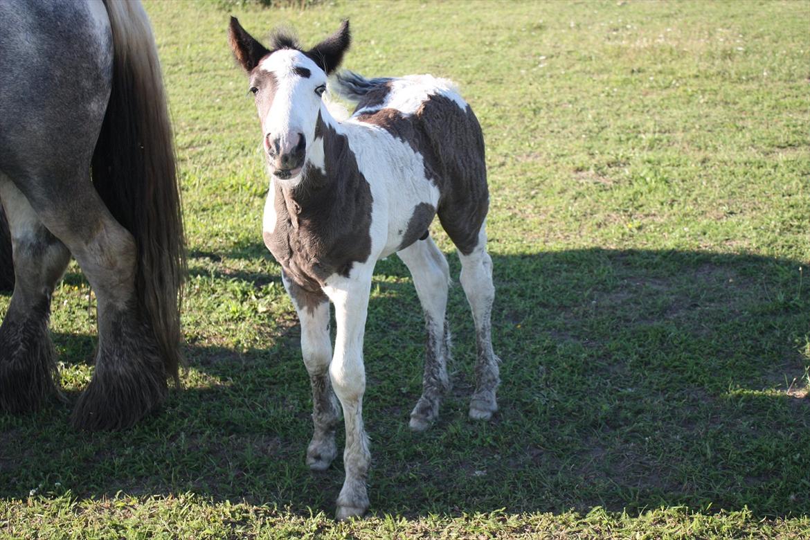 Irish Cob Gordon Blue - Hvem sagde lama ? billede 17