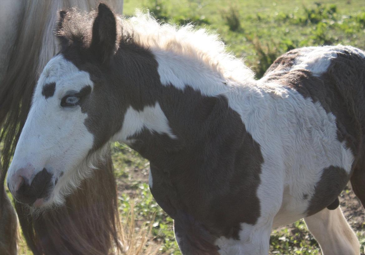 Irish Cob Gordon Blue billede 12