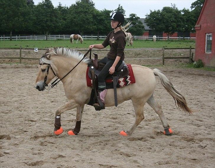 Fjordhest Eddie - 3# 2011; Eddie er blevet Western pony!
Men jeg er bestemt ikke western rytter :) billede 3