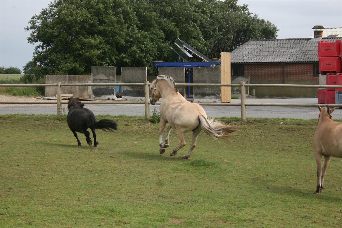 Fjordhest Eddie - 5# Eddie bliver en smule muggen når "Preben" bliver for irriterende og ikke forstår en hentydning. billede 5