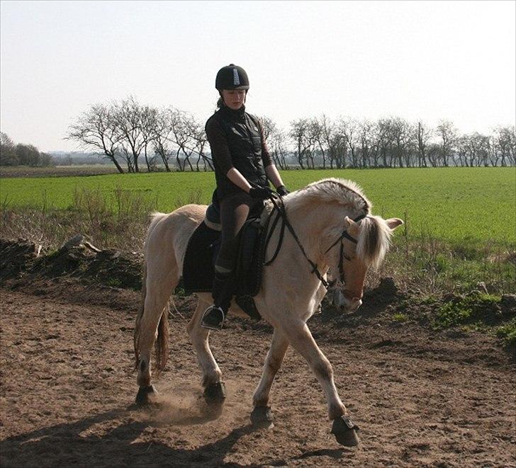 Fjordhest Eddie - 11# 2009; Dressur træning med hackamoore efter pause pga sygdom. billede 11
