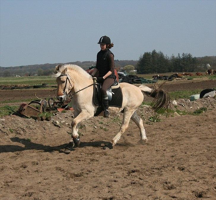 Fjordhest Eddie - 12# 2009, dressur træning med Hackamoore efter pause pga sygdom. billede 12