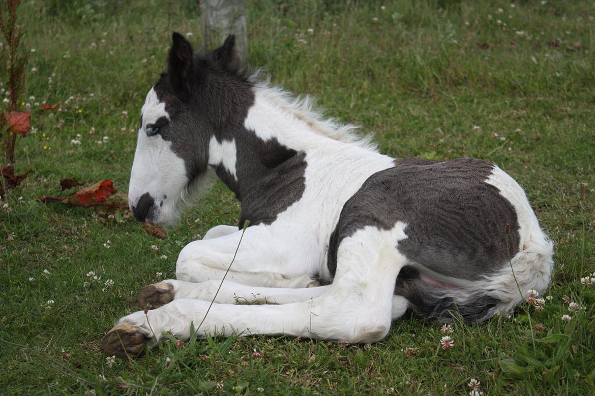 Irish Cob Gordon Blue - Første dag  :) billede 11