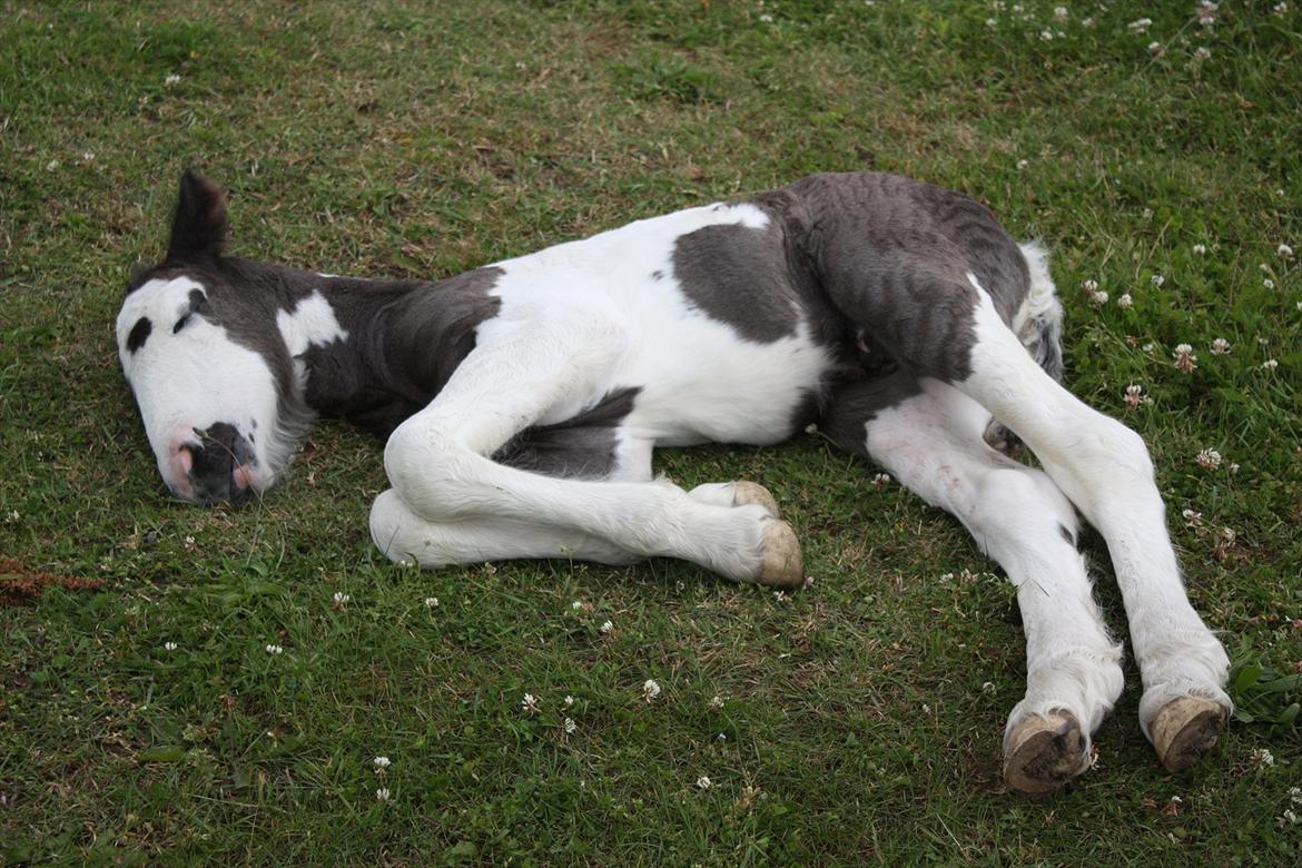 Irish Cob Gordon Blue billede 18