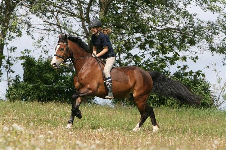 Welsh Cob (sec D) Dorthealyst Omikron - Aldrig glemt, altid gemt - Den allerbedste!
Foto: ©AM billede 19