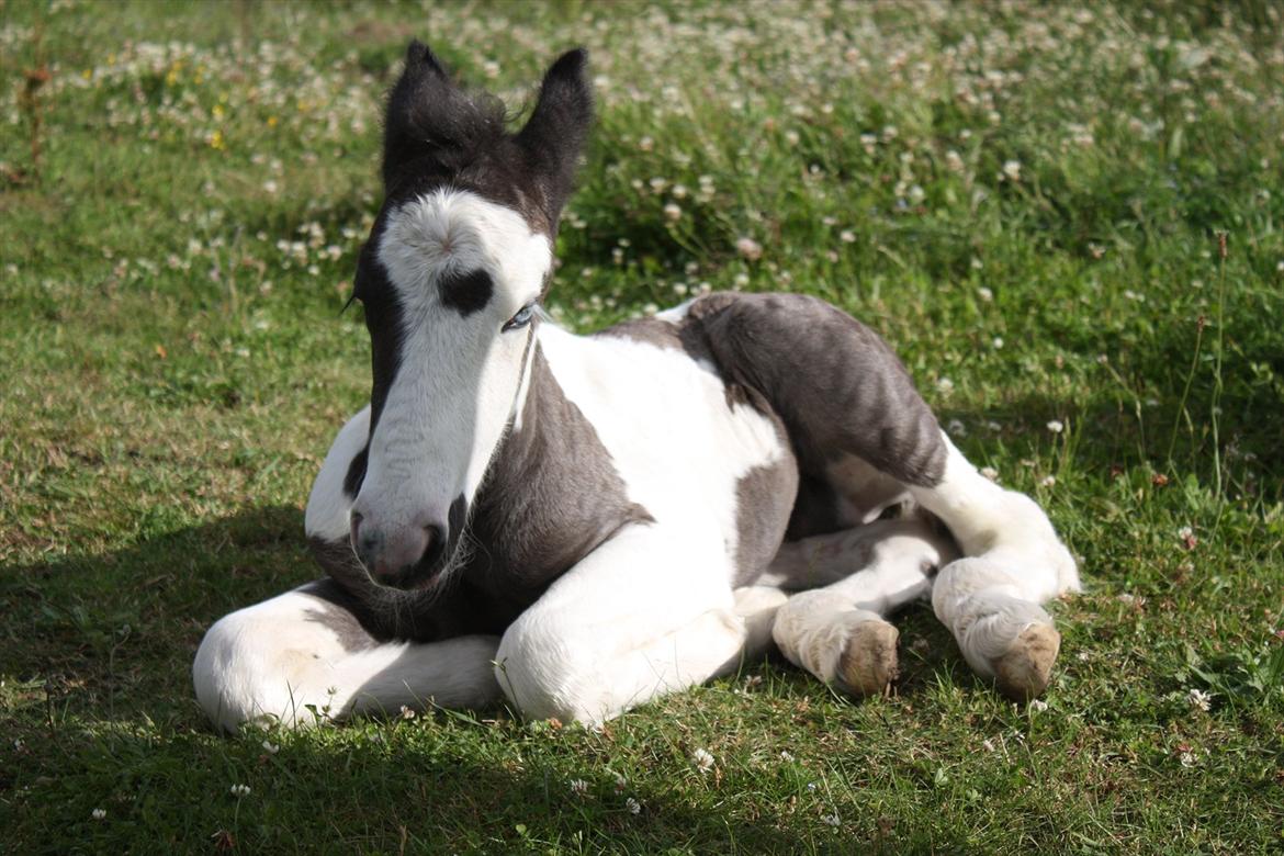 Irish Cob Gordon Blue billede 19