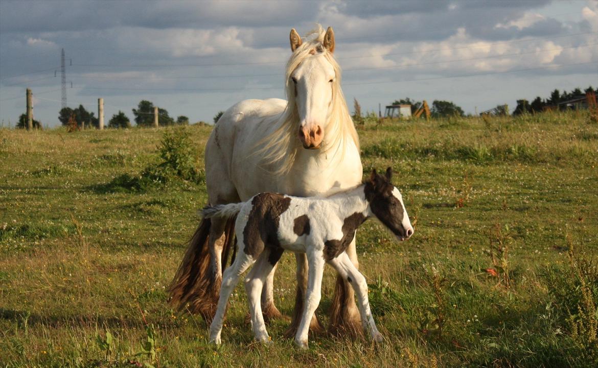 Irish Cob Gordon Blue billede 20