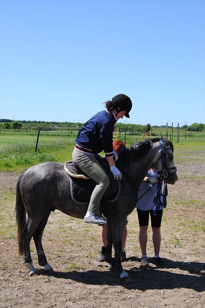 Anden særlig race Caliano (SOLGT) billede 18