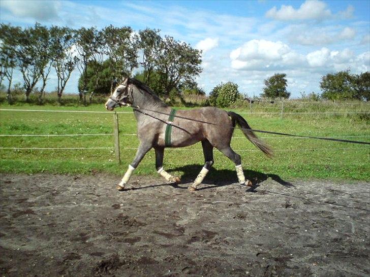 Anden særlig race Caliano (SOLGT) billede 19