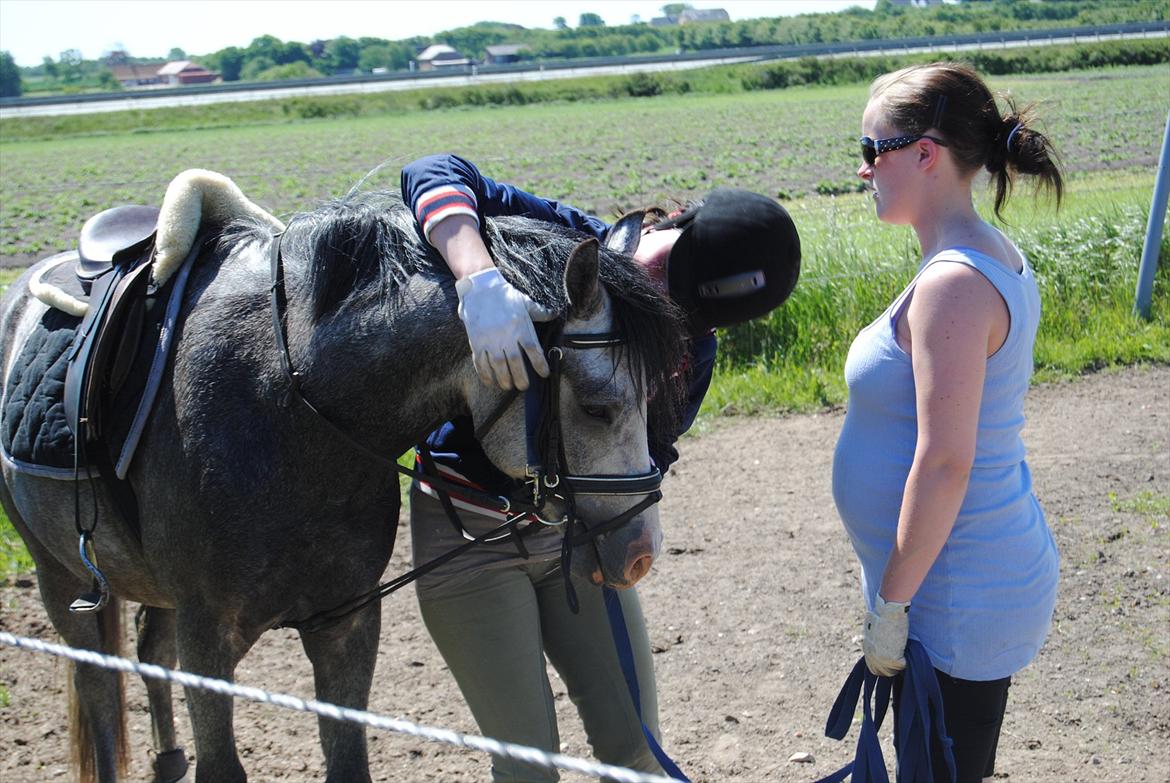 Anden særlig race Caliano (SOLGT) billede 20