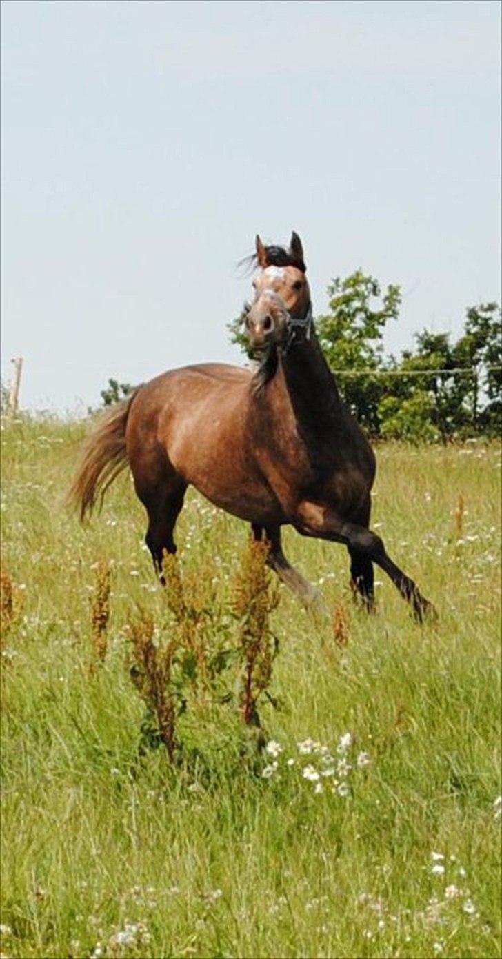 Holstener Cashmir billede 2