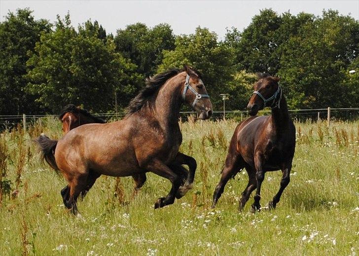 Holstener Cashmir billede 1