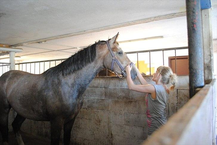 Holstener Cashmir billede 4